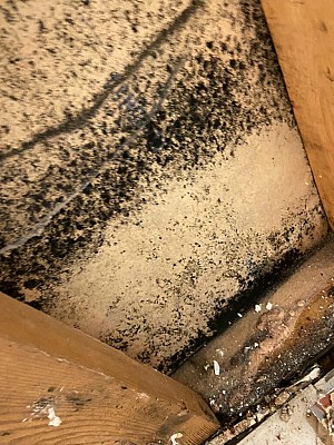 Black toxic mold removal in Ajax