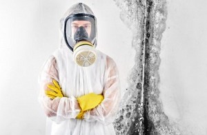 Mold Removal Whitby