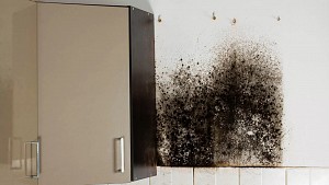 Kitchen Mold Removal
