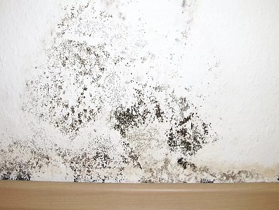 Drywall Mold Removal
