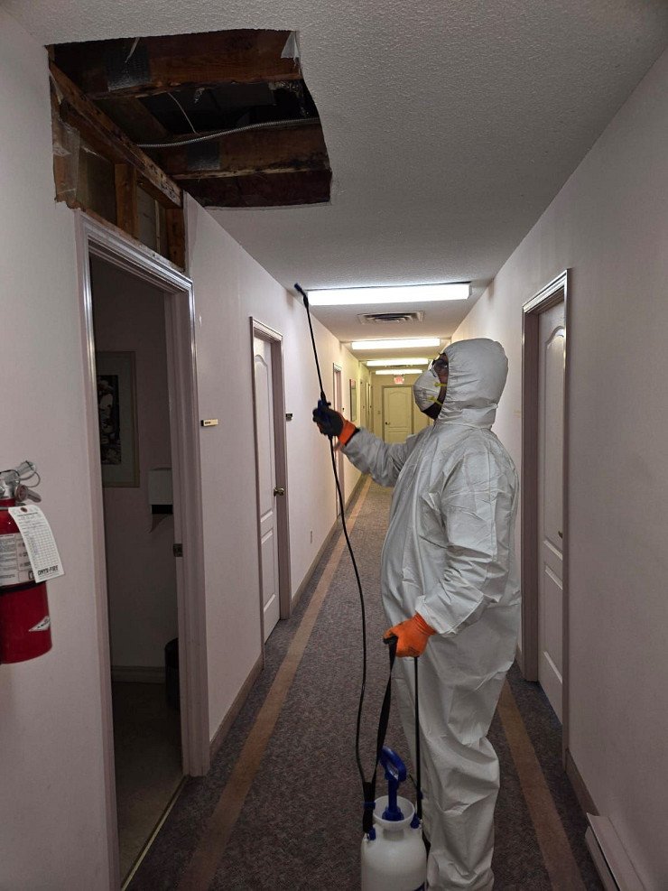 Choosing the Best Mold Removal Company in Toronto