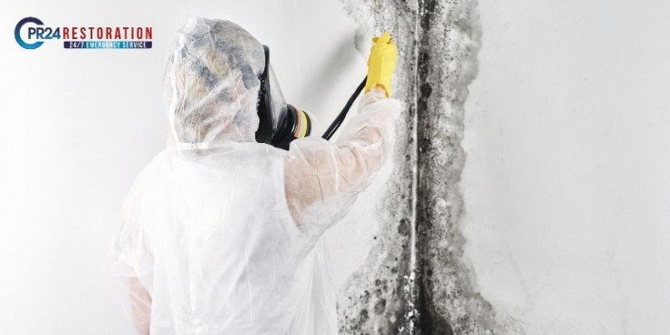 mold removal richmond hill