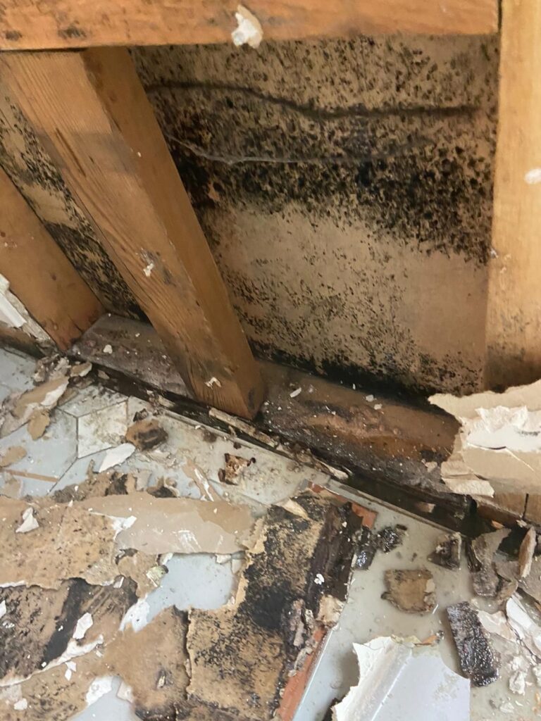 Black toxic mold removal