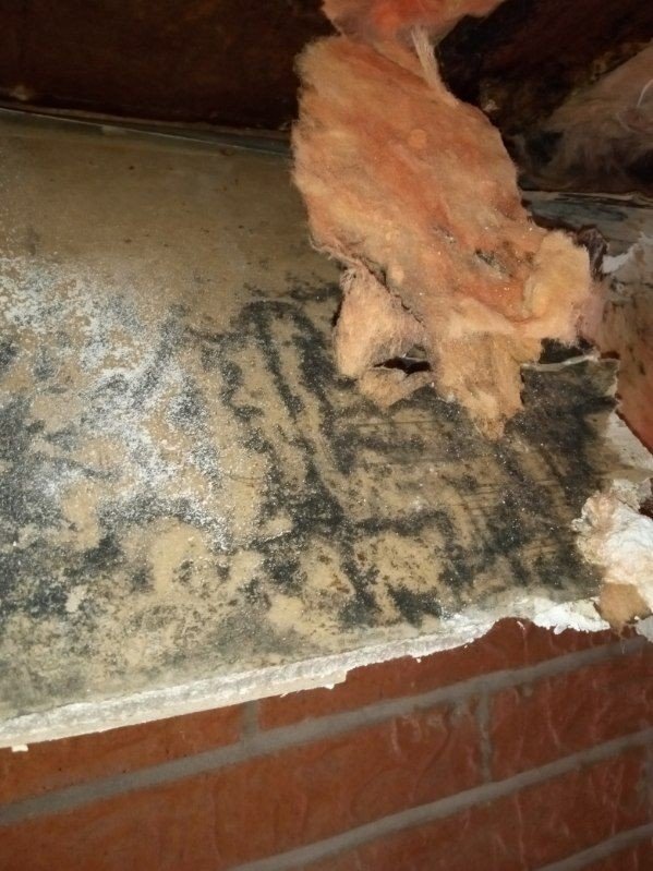 3 Consequences Of Attic Mold In Your Property 