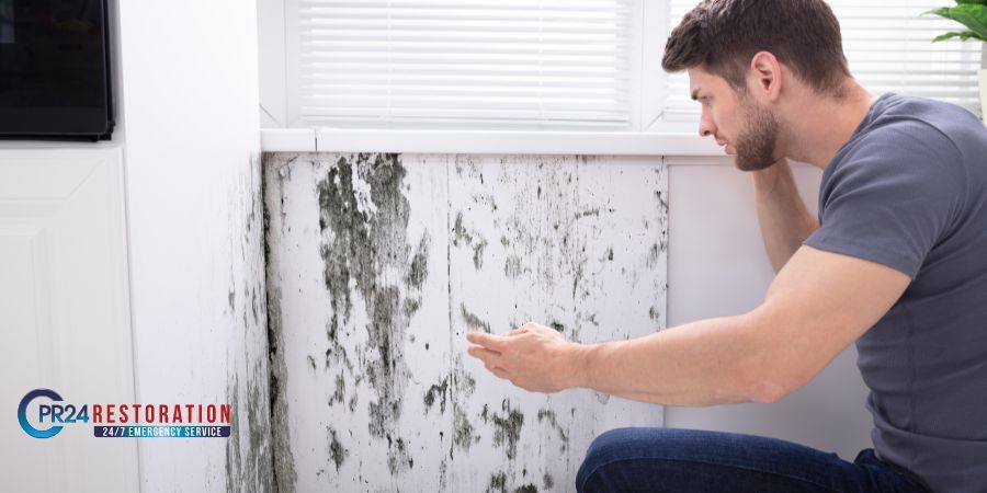 Mold Removal Aurora