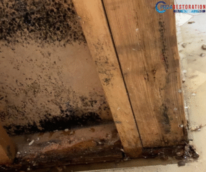 Attic Mold Removal and Remediation in Mississauga.