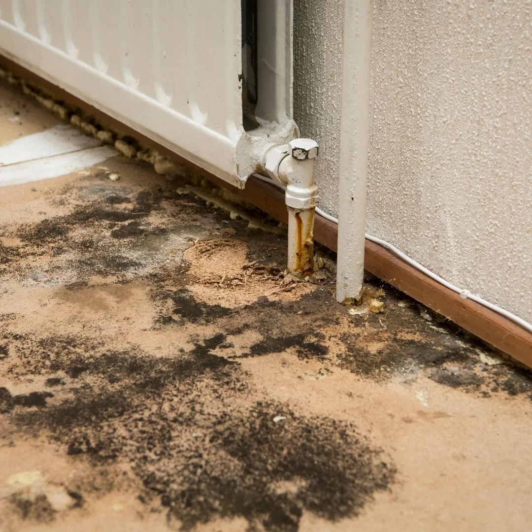Water Damage & Mold Removal 2