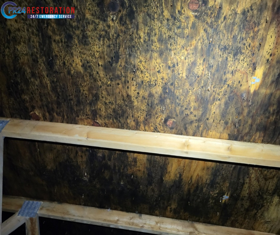toxic mold in the ceiling.