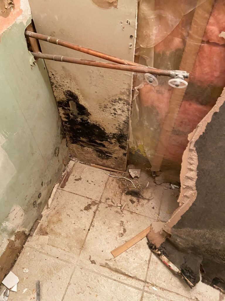 mold everywhere.