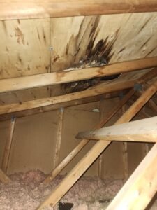 Mold Inspection in Mississauga