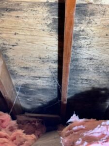 Mold Inspection Oakville Services