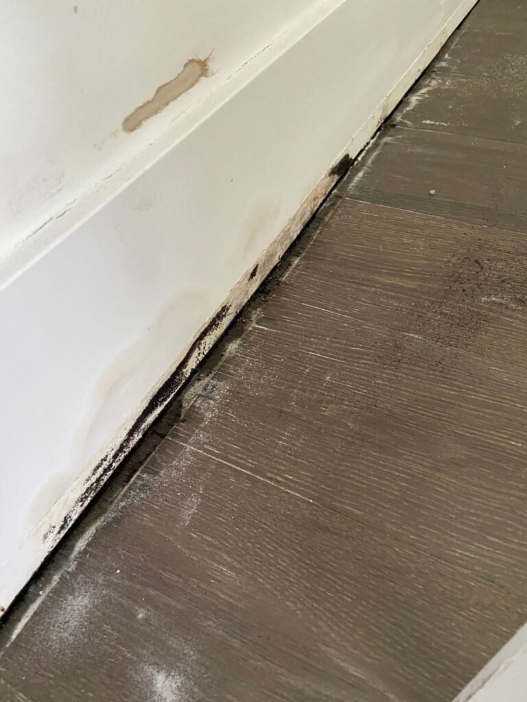 mold on the baseboard.