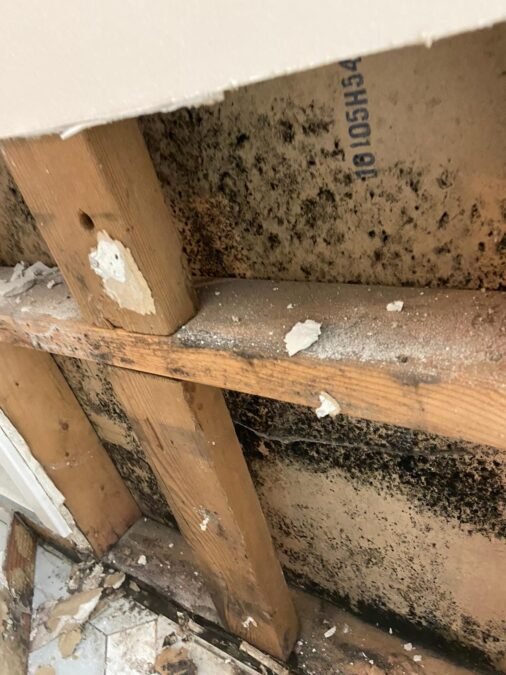 Black mold growing on attic roof sheathing in Toronto home